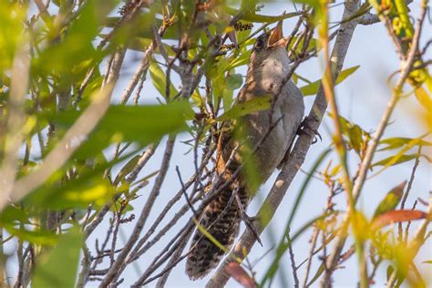 Birding Tours Of Cuba In 2019 From Birdscaribbean Birdscaribbean