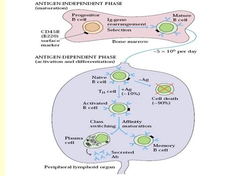 BCell Maturation Activation And Differentiation B Cell Receptor