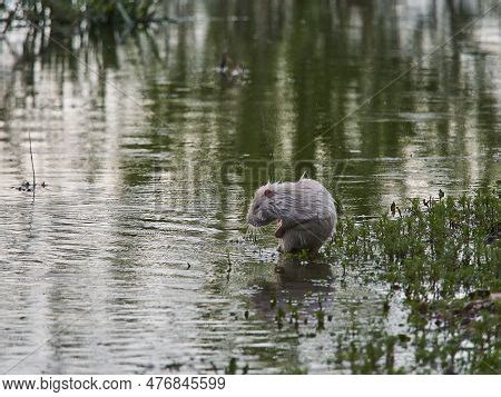 Albino Nutria Invasive Image Photo Free Trial Bigstock