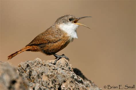 Canyon Wren | Music of Nature