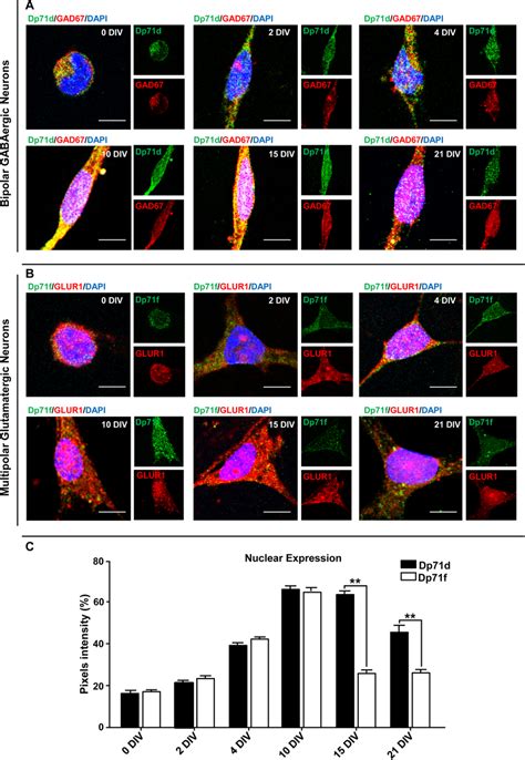 Nuclear Localization Of Dp S During Neuronal Differentiation