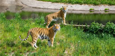 Pencapaian Baru Nepal Atas Peningkatan 190 Populasi Harimau Green