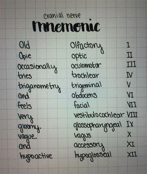 Cranial Nerves Mnemonic Anatomy