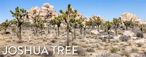 Joshua Tree National Park Travel Guide – Earth Trekkers