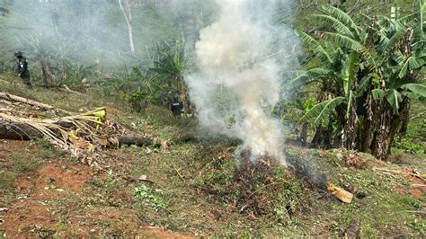 Incineran más de 500 mil arbustos de hoja de coca en Patuca Olancho