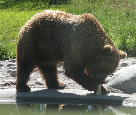 Living and Dyeing Under the Big Sky: Zoo Montana