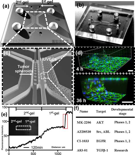 Microfluidic Co Culture Platform For Drug Screening A Schematic Of