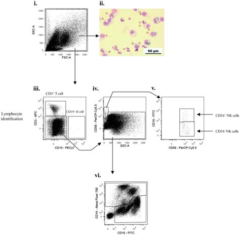 Representative Dot Plots For Flow Cytometric Gating Are Shown For