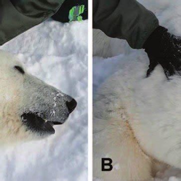 Appearance and distribution of alopecia in southern Beaufort Sea polar ...