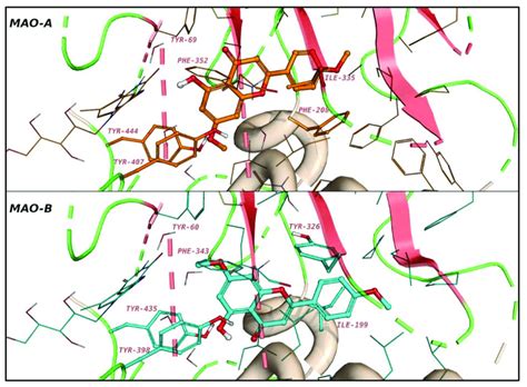 The Predicted Binding Modes Of Acacetin Ether In Mao A And Mao B The