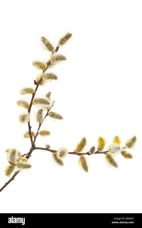 Pussy Willow In Bloom On White Background Stock Photo Alamy