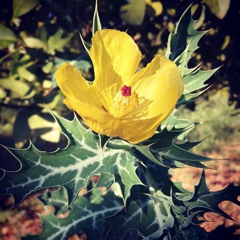 How To Grow Satyanashi Ka Paudha Growing Mexican Poppy