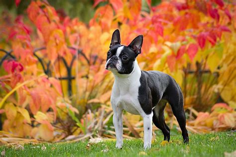 What Is The State Dog Of Massachusetts Worldatlas
