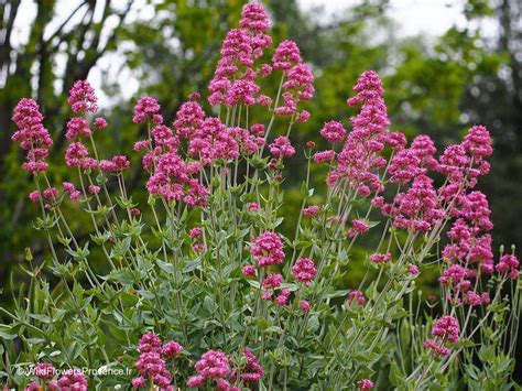 Centranthus ruber - wild in Provence