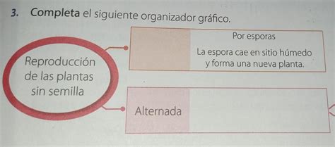 Completa El Siguiente Organizador Gr Fico Brainly Lat