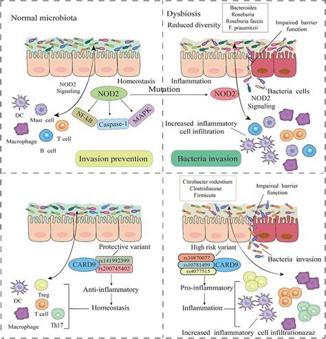 Gut Bacteria Associated Gene Mutations In IBD In A Normal Intestinal