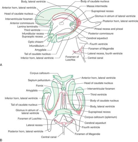 The Ventricles, Choroid Plexus, and Cerebrospinal Fluid | Neupsy Key