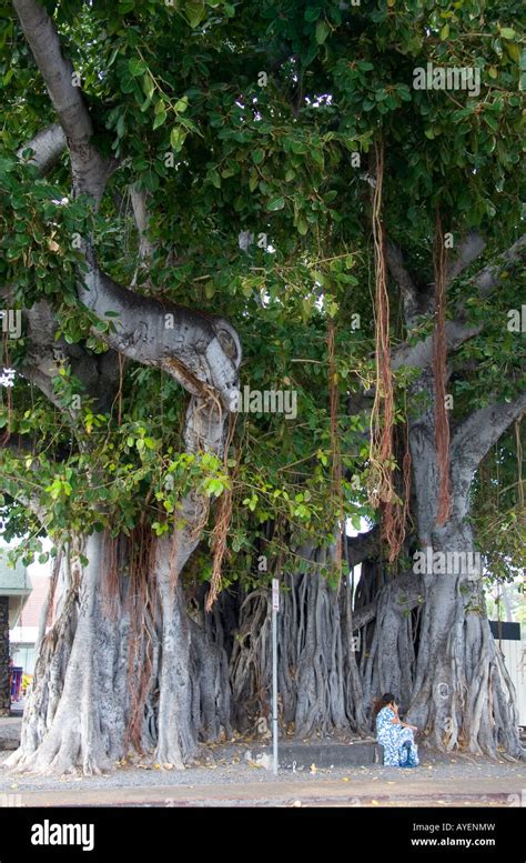 Banyan Tree At Kailua Kona On The Big Island Of Hawaii Stock Photo Alamy