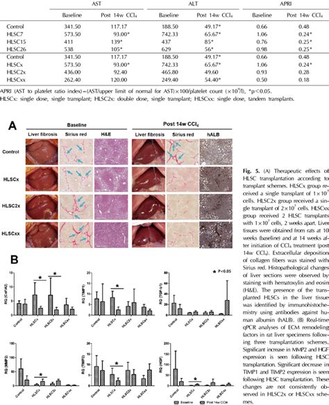 Biochemical Markers Of Liver Fibrosis And Inflammation According To