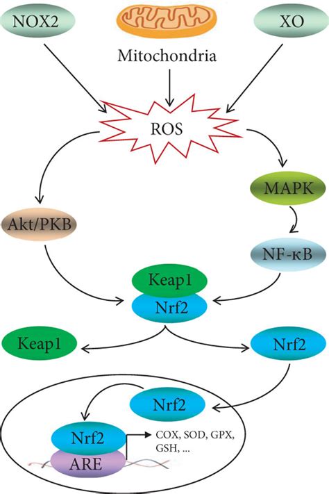 Effects Of Exercise Induced Ros On The Signaling Pathway In The