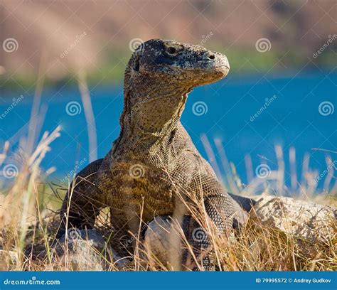 Portrait of a Komodo Dragon. Close-up. Indonesia. Komodo National Park ...