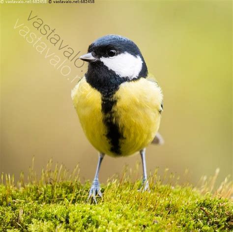 Kuva Syksy syksy lintu talitiainen Parus major keltainen vihreä