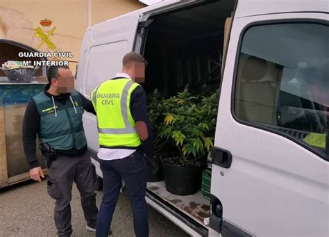 La Guardia Civil Desmantela Un Invernadero Clandestino Con Plantas