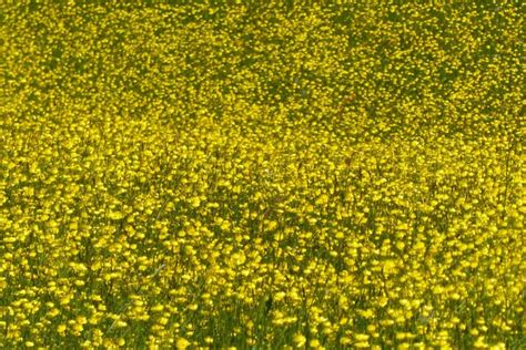 Buttercups In Flower Philip Halling Cc By Sa Geograph Britain