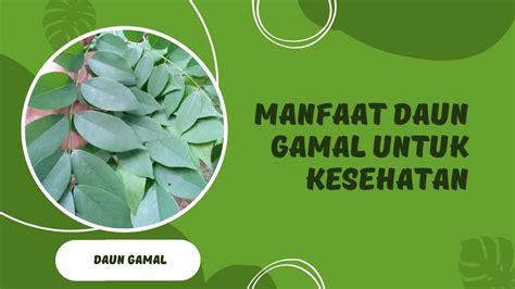 Kandungan Dan 11 Manfaat Daun Gamal Untuk Kesehatan