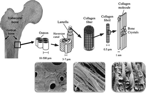 Bone Mineralization From Tissue To Crystal In Normal And Pathological