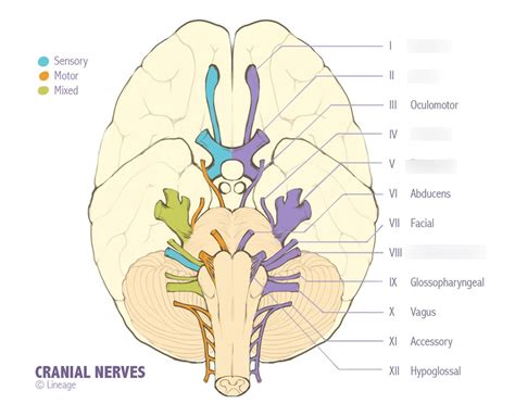 Cranial Nerves Diagram Quizlet