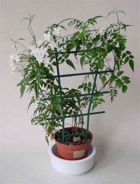 Jasminum Polyanthum (Jasmine) Guide | Our House Plants