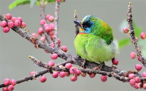 Focus Photography Of Green Passerine Bird Hd Wallpaper Wallpaper Flare