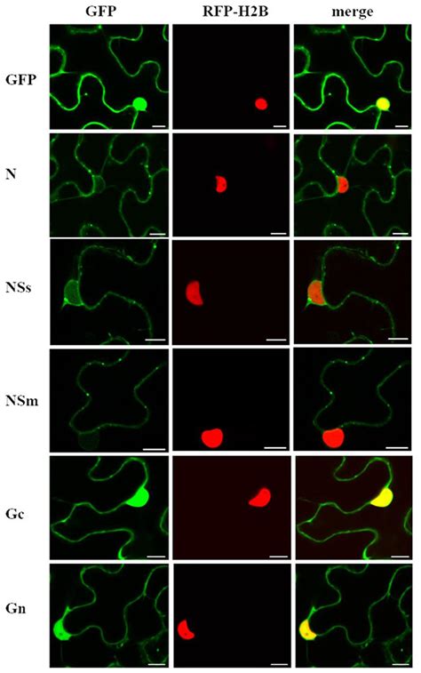 Frontiers Intracellular Localization Interactions And Functions Of