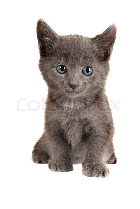 Pictures Of Gray Kittens : Gray Kitten With Blue Eyes Sitting On Stock ...