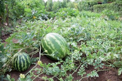 Watermelon Plant Growth Stages | Life Cycle