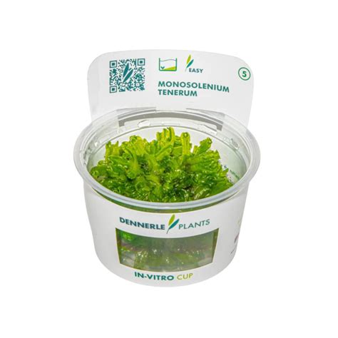 Dennerle Monosolenium Tenerum Plant It Tissue Culture Aquarium Plant