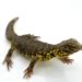 Yellow Niger Uromastyx For Sale Ornate Uromastyx Breeders