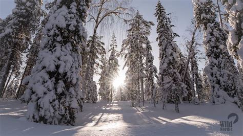 Rovaniemi Safari en moto de nieve por el bosque del Círculo Polar