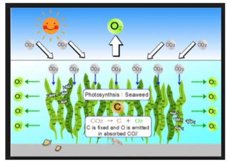 Seaweed A Solution To Ocean Acidification San Diego Pollution Trackers