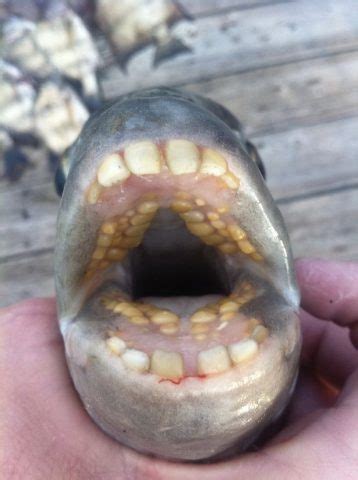 Viu Esta Pescador Fisga Peixe Dentes Humanos E Quebra Recorde