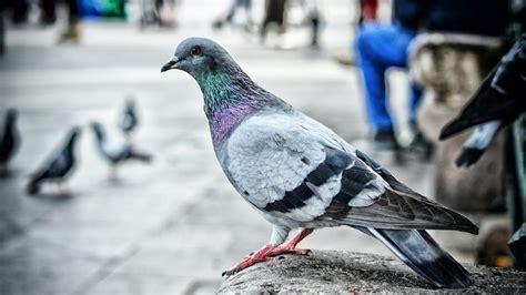 Vastu Tips Pigeons Nest In House Is Auspicious Sign