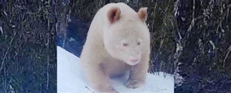 Science Two Cents: Unique Albino Panda Spotted in China, Sans Eye Mask