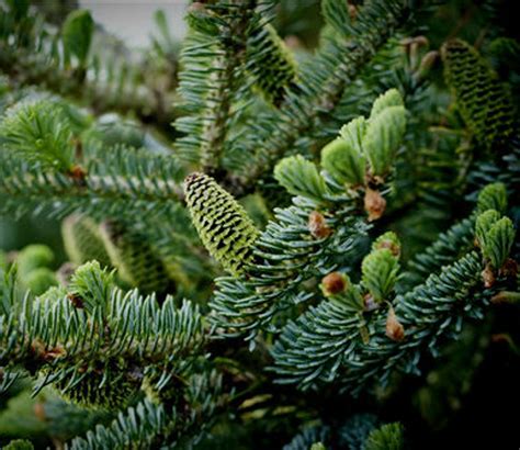 Abies Koreana Glauca Blue Korean Fir Kigi Nursery