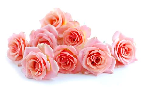 Pink Roses On White Surface HD Wallpaper Wallpaper Flare