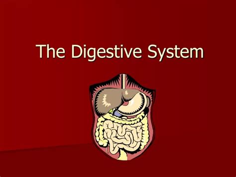 Ppt The Digestive System Powerpoint Presentation Free Download Id8837674