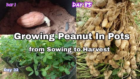 Growing Peanut In Pots From Sowing To Harvest How To Grow Peanut From