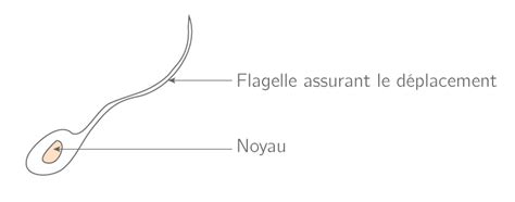 La puberté 5e Cours SVT Kartable