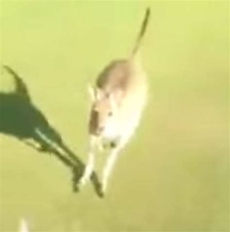 Golfers make run for it as bouncing kangaroo chases them off course ...