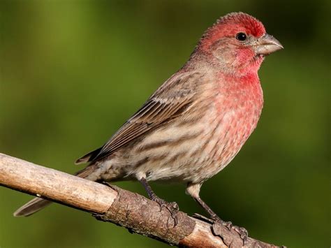 House Finch North Carolina Bird Atlas